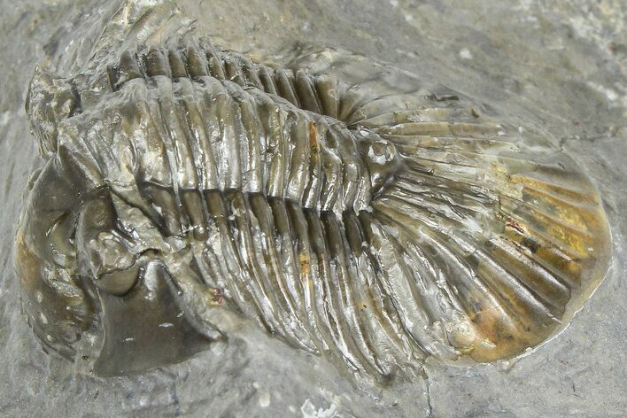 Detailed Scabriscutellum Trilobite - Morocco #363130